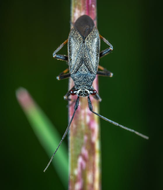 image-69 - Focus stacking w fotografii makro