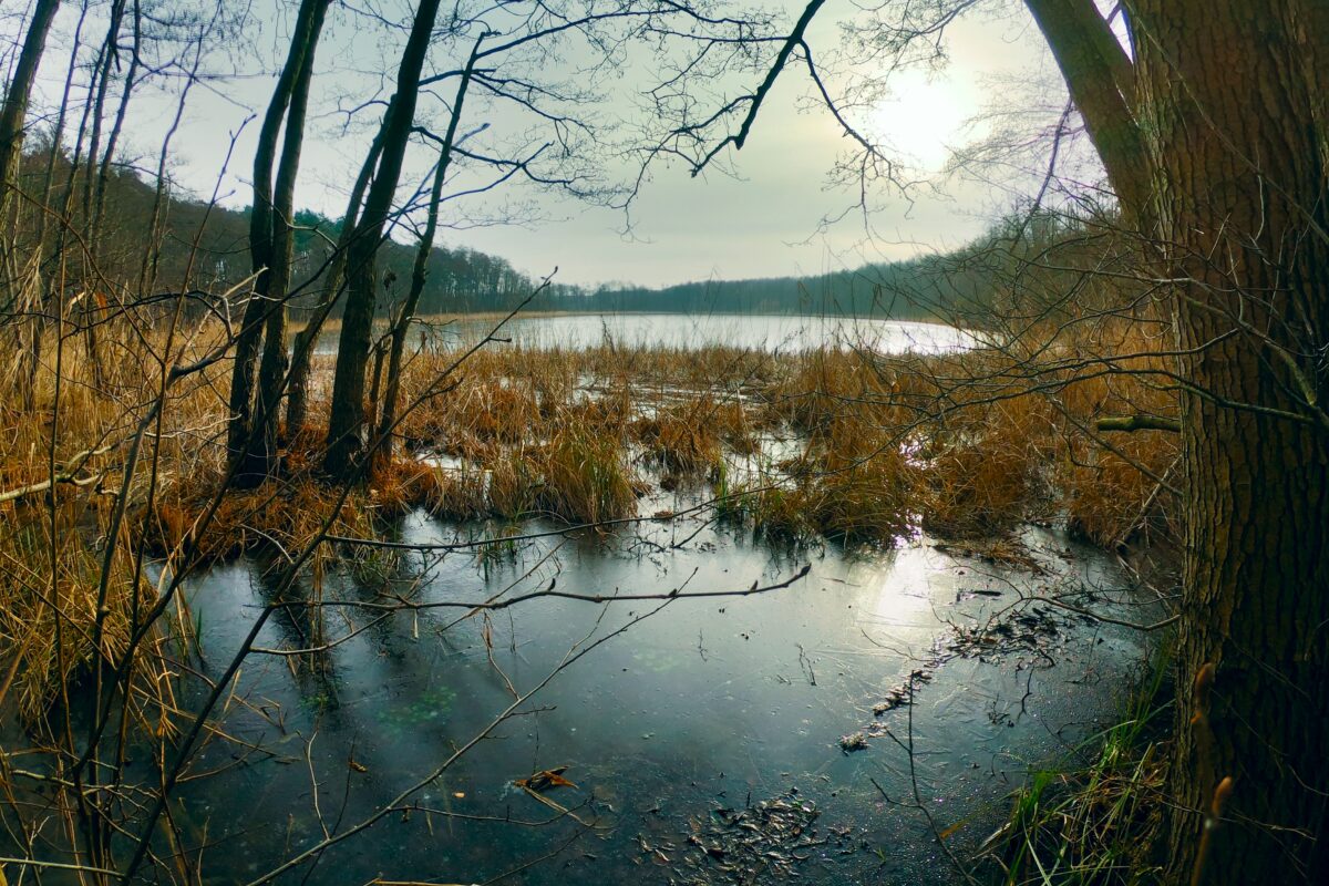 Oplus_16908288 - Okolice Strzeszynka Poznań