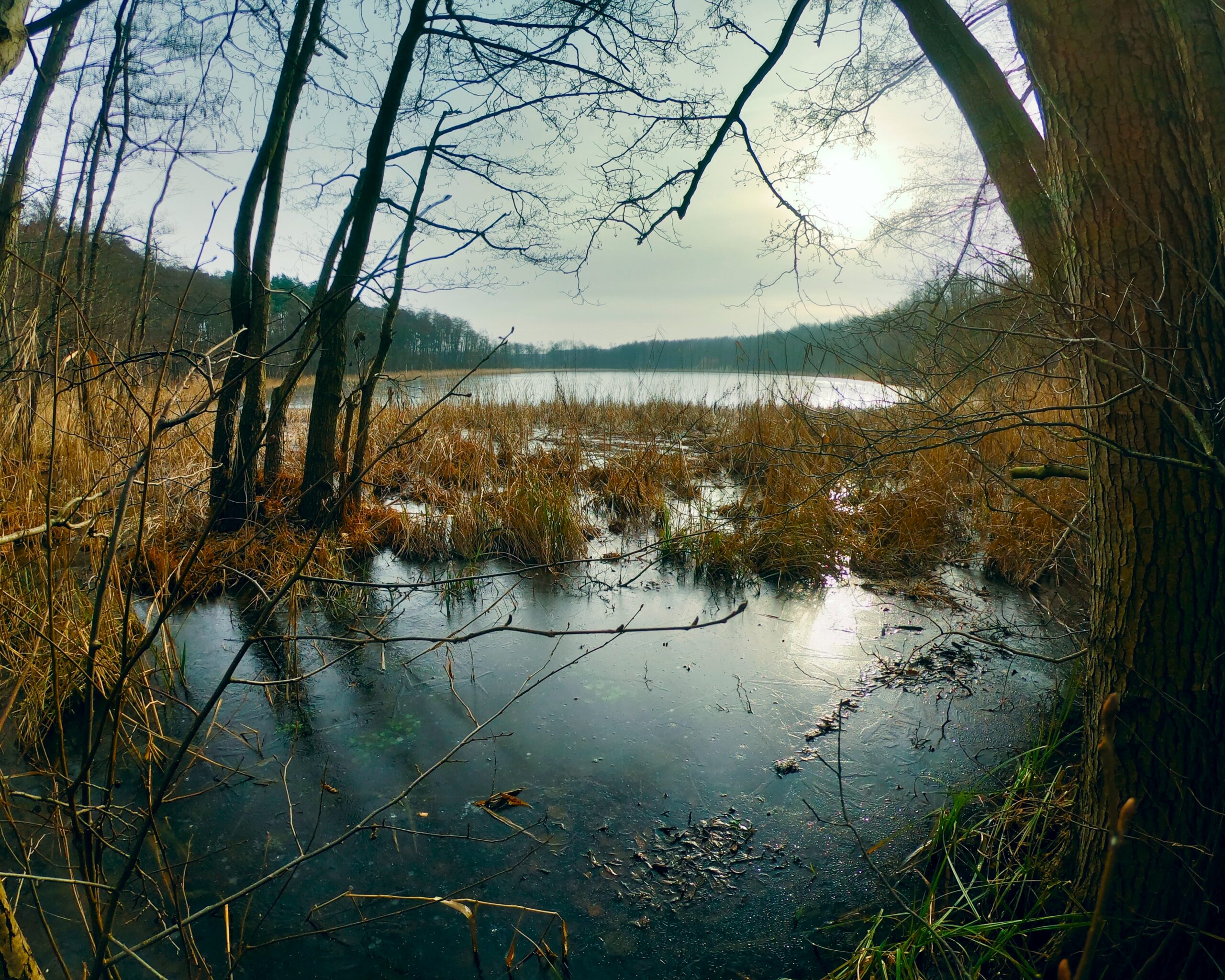 Oplus_16908288 - Okolice Strzeszynka Poznań