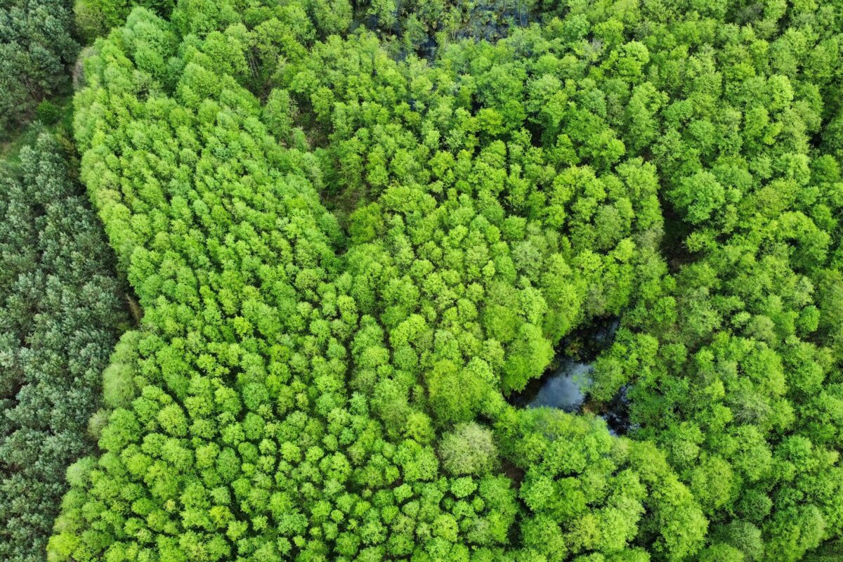 dji_fly_20250501_134006_85_1746099640082_photo_optimized - Puszcza Zielonka z lotu ptaka