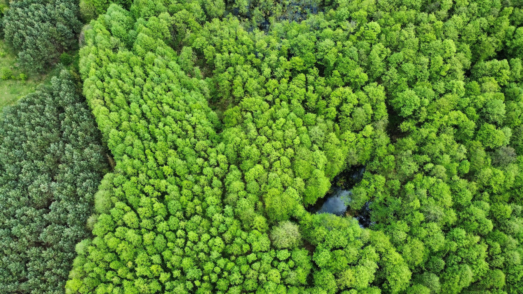 dji_fly_20250501_134006_85_1746099640082_photo_optimized - Puszcza Zielonka z lotu ptaka