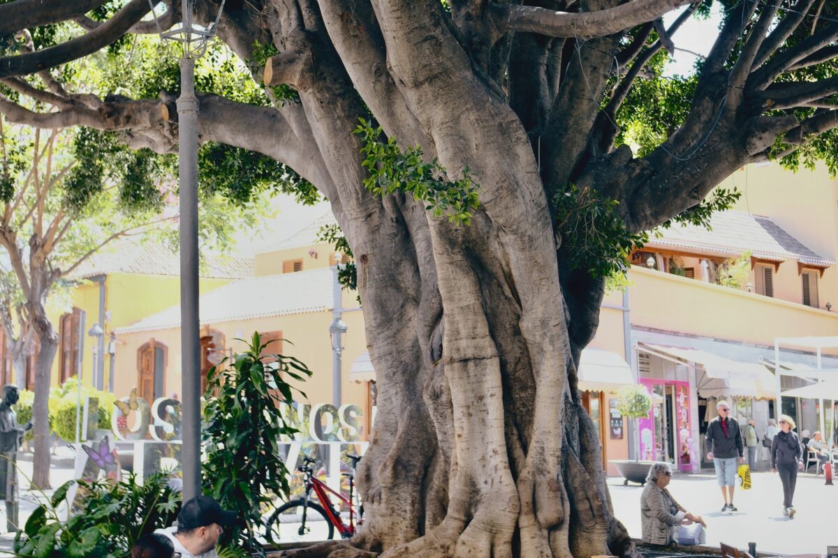 Oplus_16908288 - Drzewo laurowe w los llanos, la Palma