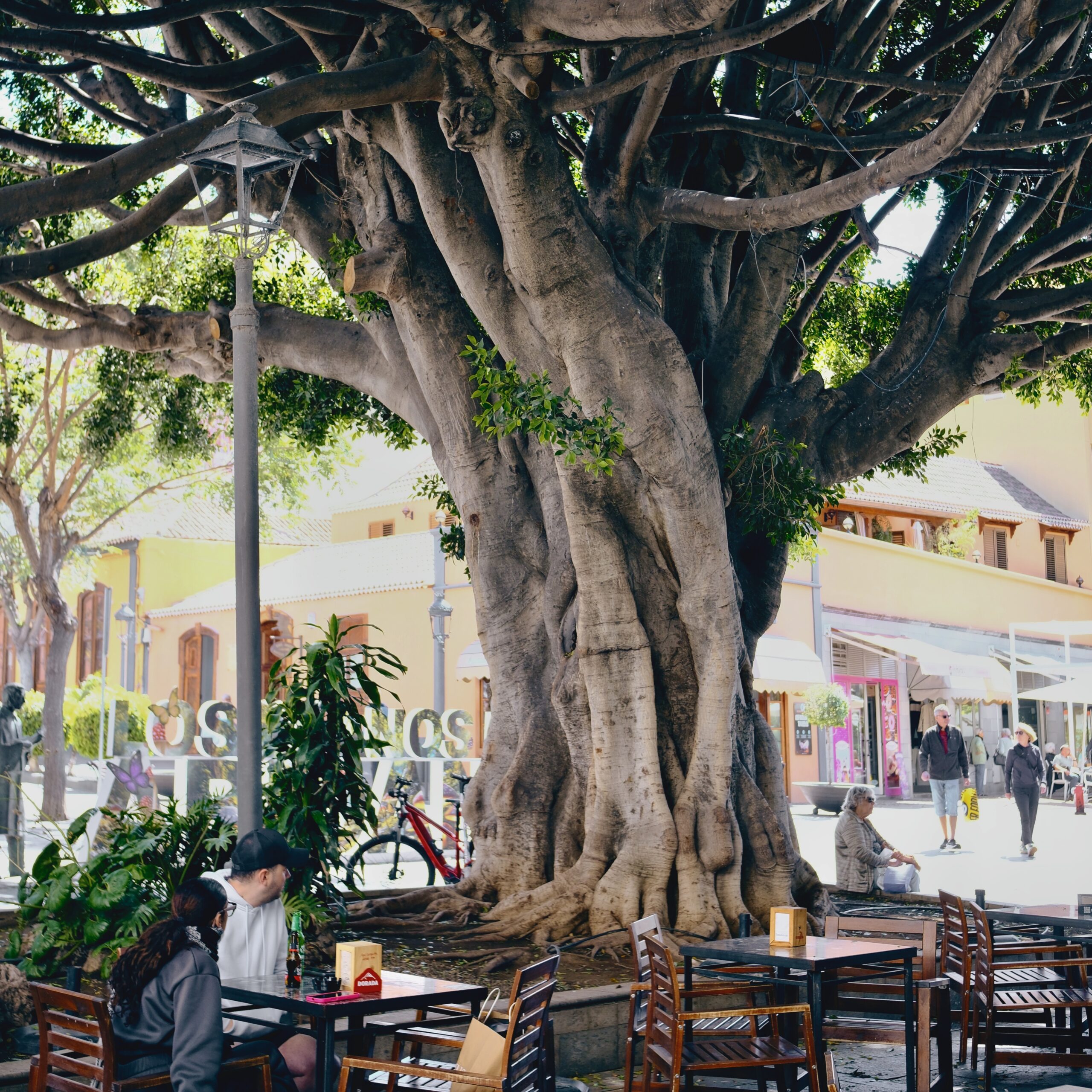 Oplus_16908288 - Drzewo laurowe w los llanos, la Palma